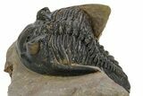 Detailed Hollardops Trilobite - Foum Zguid, Morocco #363172-3